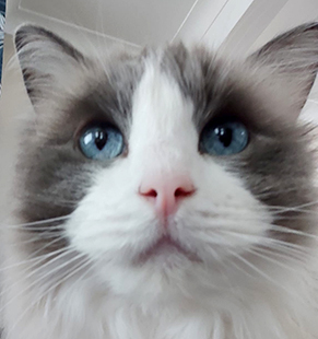 Face of grey and white cat with blue eyes